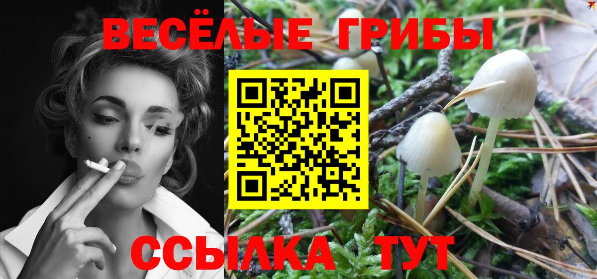 Галлюциногенные грибы Psilocybe  купить наркотик  Минеральные Воды 